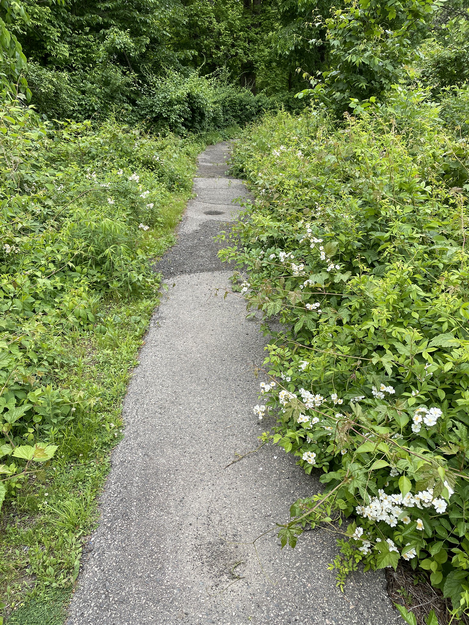 Beaver Brook Reservation, Belmont, Massachusetts