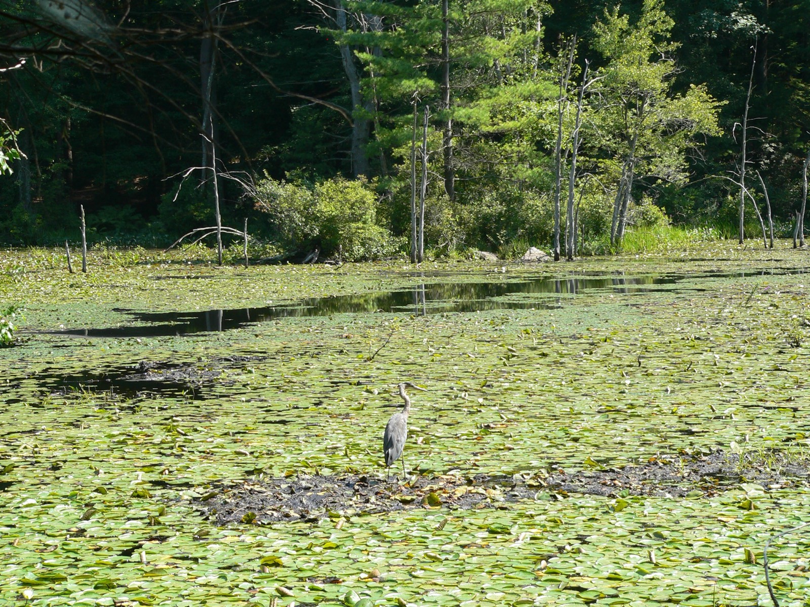 Great Brook Farm State Park, Carlisle, Massachusetts