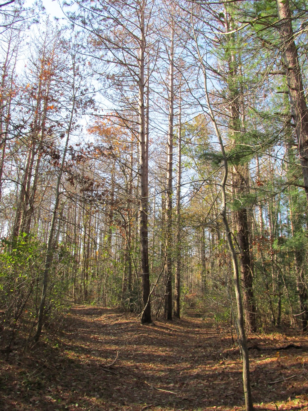 Shawme-Crowell State Forest, Sandwich, Massachusetts