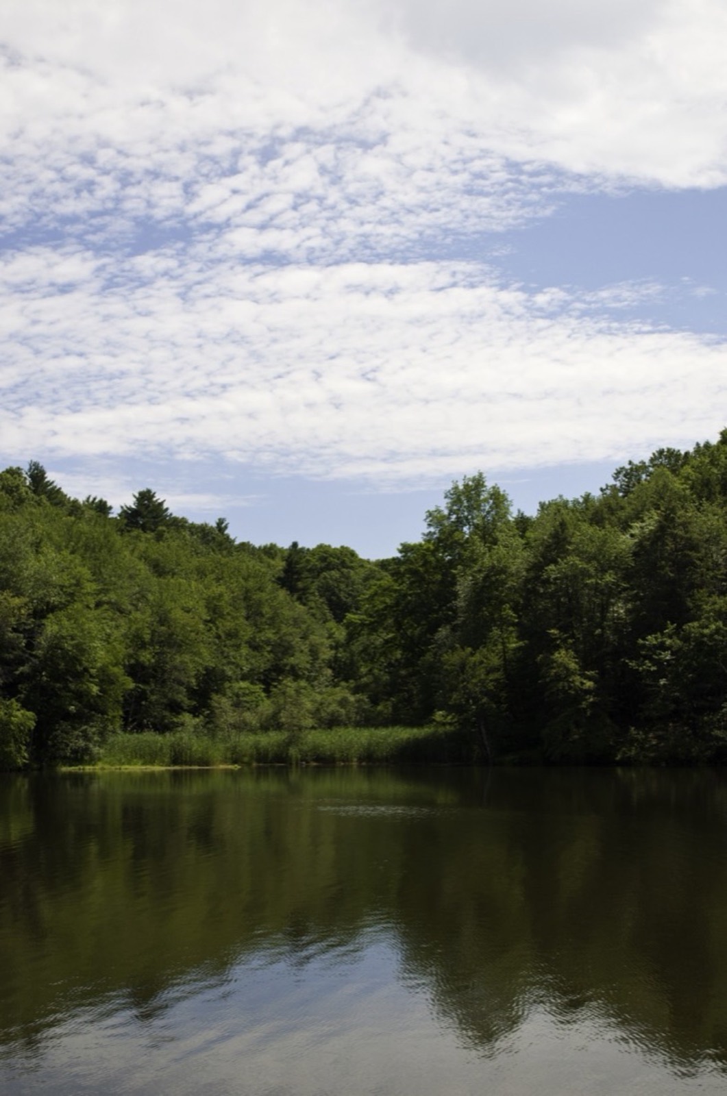 Forest Park, Springfield, Massachusetts