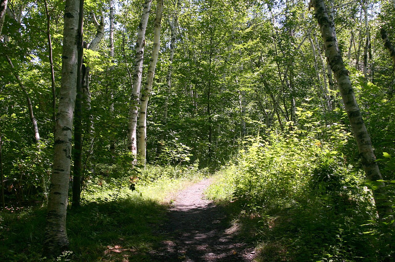 Tolland State Forest, Tolland, Massachusetts