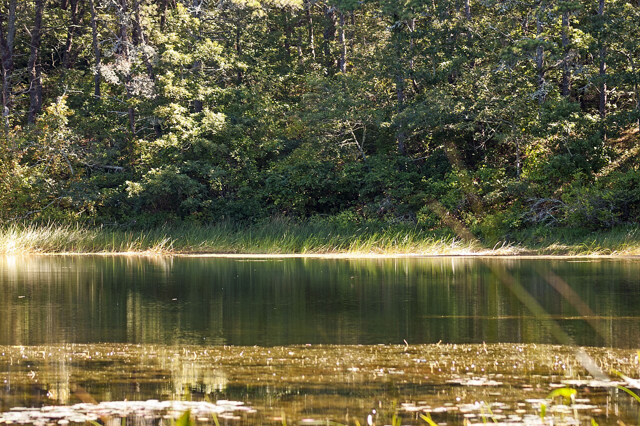 Black Pond Conservation Area, Chatham, Massachusetts