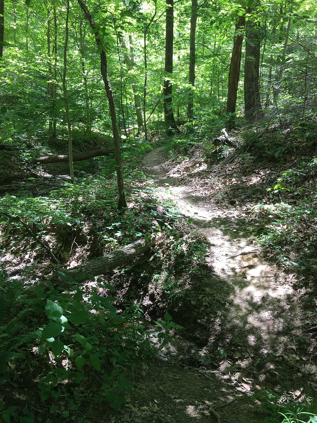 Monroe State Forest, Monroe, Massachusetts