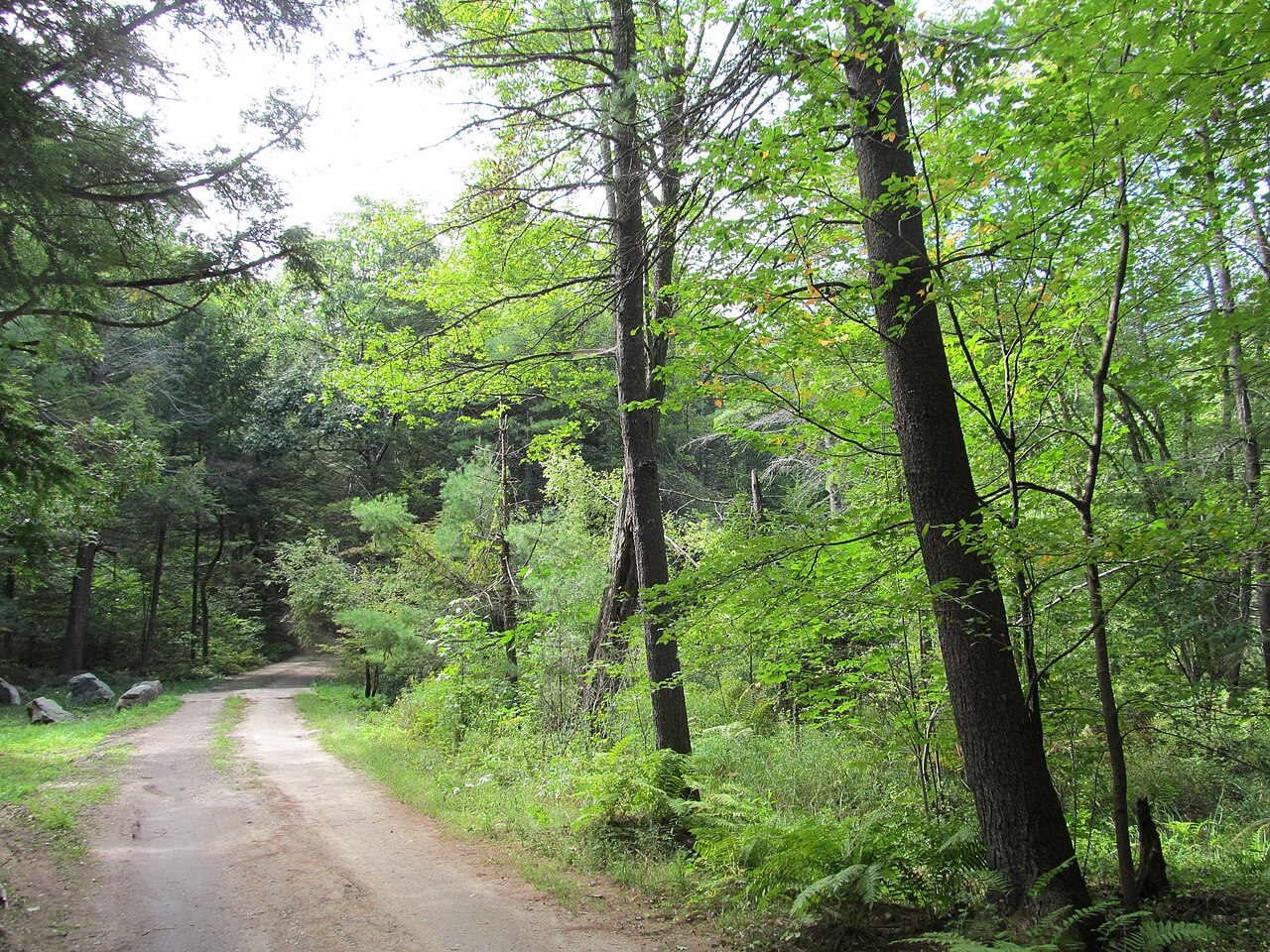 Petersham State Forest, Petersham, Massachusetts