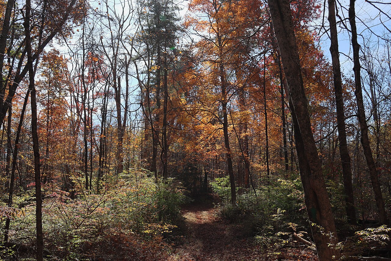 Plimpton Community Forest, Sturbridge, Massachusetts